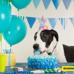 Funny Dog Birthday Caption For Instagram
