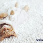 Kitten Playtime Captions For Instagram