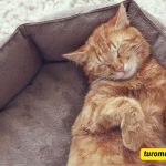 Sleeping Cat Captions For Instagram