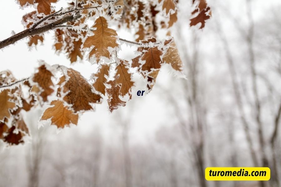 Winter Leaves Captions For Instagram
