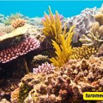 The Great Barrier Reef Captions For Instagram