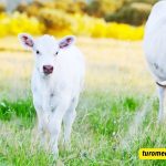 Baby cow captions for Instagram