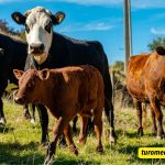 Farm Animal Instagram Captions