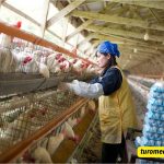 Poultry Farming Captions For Instagram