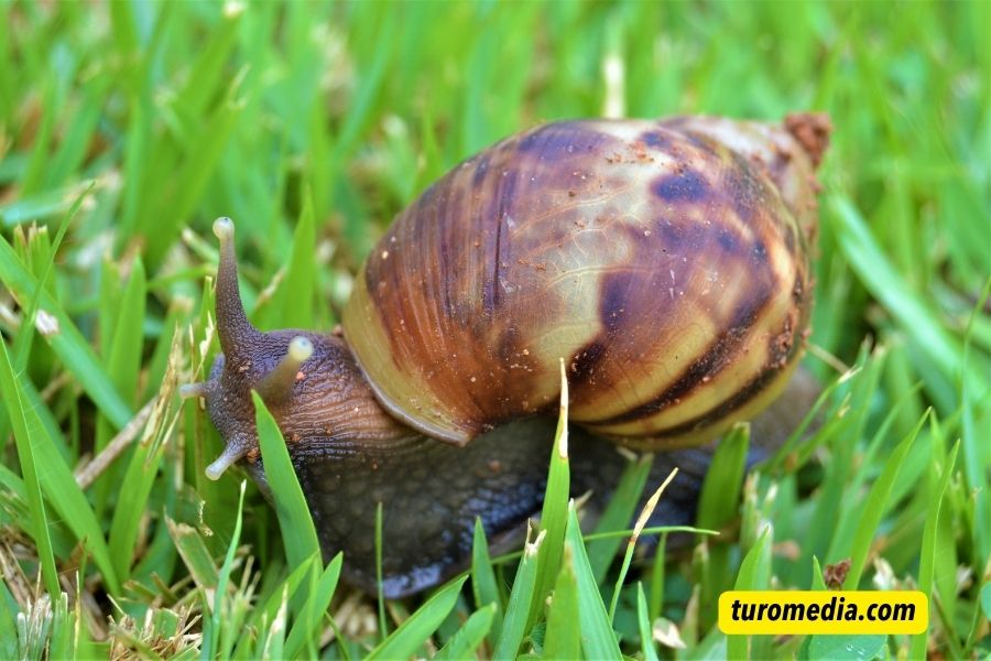 Giant African Land Snail Captions For Instagram